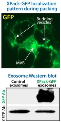 System Biosciences LLC&nbsp;XPack-GFP-loaded HEK293 Exosomes = 50ug