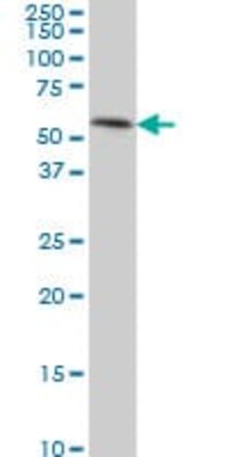 Abcam Mouse monoclonal [5H3] to TEAD4, Quantity: Each of 1