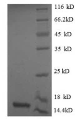 Abcam Recombinant Human GDF8 / Myostatin protein (His tag), 100UG, Quantity: