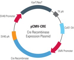 System Biosciences LLC pCMV-CRE, Cre Recombinase Expression PlasmidCre