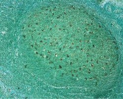 Abcam&nbsp;TUNEL Assay Kit - HRP-DAB