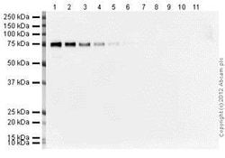 Abcam ECL Substrate Kit (High Sensitivity), 200ML
