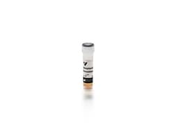 Vector Laboratories GSL I B4, DyLight 594, 0.5 mg    SA-5004-1