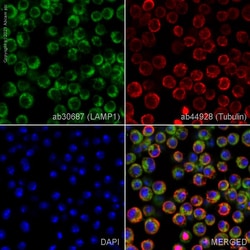 Abcam Rabbit polyclonal to LAMP1 - Lysosome Marker, Quantity: Each of 1