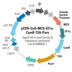 System Biosciences LLC&nbsp;pCDH-CuO-MCS-EF1α-CymR-T2A-Puro SparQ&trade; All-in-one Cloning and Expression LentivectorpCDH-Cuo-MCS-EF1α-CymR-T2A-Puro = 10 µg