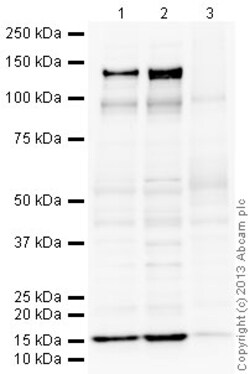 Abcam Rabbit polyclonal to KCNQ2, Quantity: Each of 1