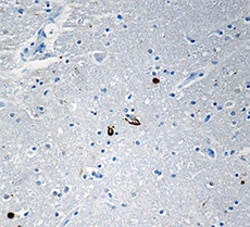 Biolegend Purified anti-α-Synuclein, 80-96, Quantity: Each of 1