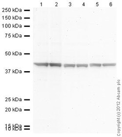 Abcam Goat Anti-Rabbit IgG H&L (Alkaline Phosphatase), Quantity: Each of