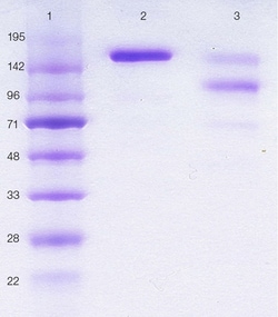 Abcam Human IgE protein (Azide free), 1MG