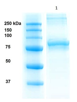 Abcam Recombinant human Hsp90 beta protein (Active), 100UG, Quantity: Each