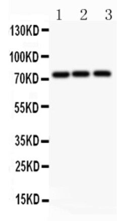 Aviva Systems Biology Corp APLP1 Antibody - N-terminal region (OABB01251)