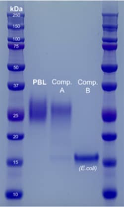 PBL Assay Science Human Interleukin-22 (IL-22), Human Cell-Expressed (HCE) [50 micrograms (ug)]