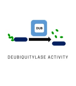 LifeSensors SARS NUCLEOCAPSID PROTEIN ANTI, Quantity: Each of 1