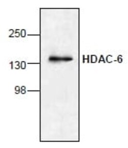 Abcam Rabbit polyclonal to HDAC6, Quantity: Each of 1