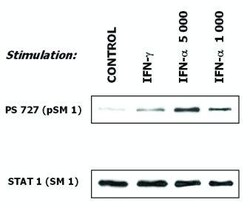 Abcam Mouse monoclonal [SM1] to STAT1, Quantity: Each of 1