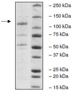 Abcam Recombinant Human NLRP3 protein, 5UG, Quantity: Each of 1
