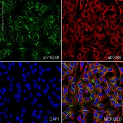 Abcam Mouse monoclonal [8C11] to N Cadherin - BSA and Azide free, Quantity: