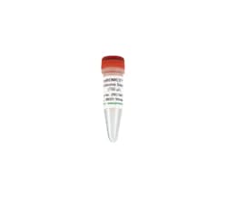 Zymo Research Corporation ZymoBIOMICS Gut Microbiome Standard, 10 preps,