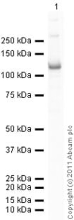 Abcam Recombinant Human beta Catenin protein (Tagged), Quantity: Each of