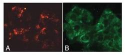 Abcam LDL Uptake Assay Kit (Cell-Based), Quantity: Each of 1
