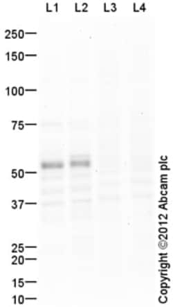 Abcam Rabbit polyclonal to TAZ, Quantity: Each of 1