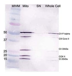 Abcam&nbsp;Mitochondria Isolation Kit for Cultured Cells (with Dounce Homogenizer), 1KIT