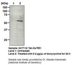 MBL International Corporation Anti-OsTIR1 pAb (Polyclonal Antibody), Quantity: