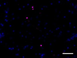 Biolegend Biotin anti-α-Synuclein, aggregated, Quantity: Each of 1