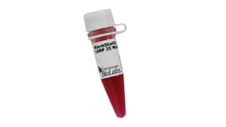 New England Biolabs, Inc. WarmStart Colorimetric LAMP 2X Master Mix with