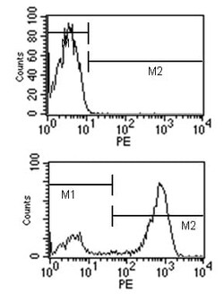 Abcam Rat monoclonal [SB77e] Anti-Mouse IgG1 H&L (PE) preadsorbed