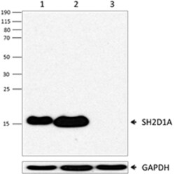 Biolegend Purified anti-SH2D1A (SAP), Quantity: Each of 1