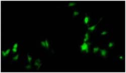 Abcam Recombinant Bacteriophage P1 Cre recombinase protein, 50UG, Quantity: