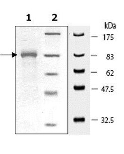Abcam Recombinant Human Hsp90 beta protein, Quantity: Each of 1