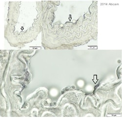 Abcam Donkey Anti-Rabbit IgG H&L (HRP) preadsorbed, Quantity: Each of 1