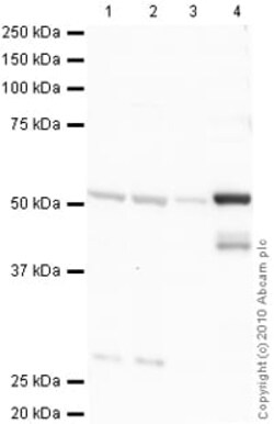 Abcam Rabbit polyclonal to Detyrosinated alpha Tubulin - Microtubule Marker,