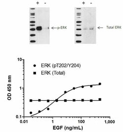 Abcam ERK1/2 (pT202/Y204 + Total) ELISA Kit, Quantity: Each of 1
