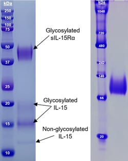 PBL Assay Science Human Interleukin-15 (IL-15) / soluble IL-15 Receptor Alpha (sIL-15Ra) Heterodimer, Human Cell-Expressed (HCE) [10 micrograms (ug)]