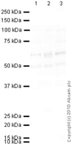 Abcam Mouse monoclonal [8G9.2] to VGLUT2, Quantity: Each of 1