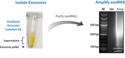 System Biosciences LLC&nbsp;ExoQuick Exosome RNA Column Purification KitExoQuick Exosome RNA Purification Column Kit - 20 preps