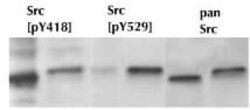 Abcam Rabbit polyclonal to Src (phospho Y419), Quantity: Each of 1