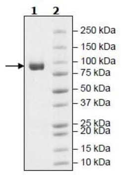 Abcam Recombinant Mouse Fibroblast activation protein, alpha (Tagged),