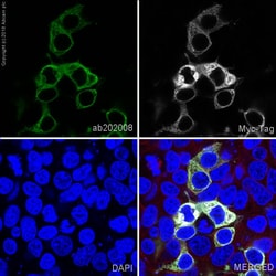 Abcam Alexa Fluor 488 Mouse monoclonal [9E10] to Myc tag, Quantity: Each