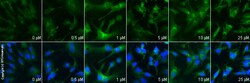 Abcam Anti-PAI1 antibody, Quantity: Each of 1