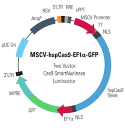 System Biosciences LLC&nbsp;MSCV-hspCas9-EF1α-GFP Two Vector Cas9 SmartNuclease&trade; LentivectorCas9 expression vector for the Two Vector SmartNuclease System (MSCV-hspCas9-EF1α-GFP Lentivector Pre-Packaged Lentiviral Particles = >10^6 IFUs