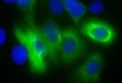 Biolegend Alexa Fluor 488 anti-His Tag [J095G46]; Isotype: Mouse IgG2a,