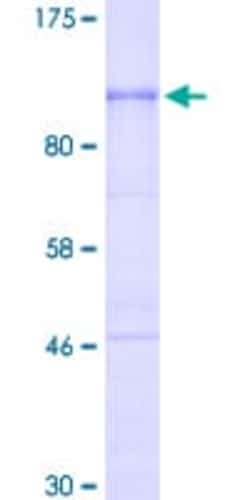 Abcam Recombinant Human CD133 protein, Quantity: Each of 1