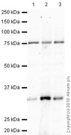 Abcam Mouse monoclonal [DCS2.2] to Cyclin D3/CCND3, Quantity: Each of 1