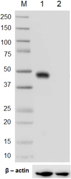 Biolegend Purified anti-IRF8, Quantity: Each of 1