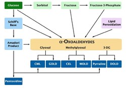 Abcam&nbsp;AGE (Advanced Glycation End) Assay Kit