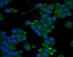Abcam Mouse monoclonal [14.G2a] to Ganglioside GD2, Quantity: Each of 1